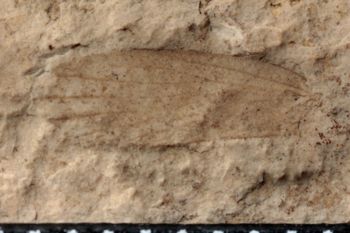 Media type: image;   Entomology PALE-10051